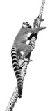 A cute Lemur