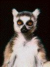 Evil Lemur
